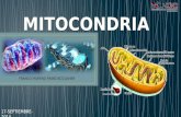 Mitocondria Generalidades
