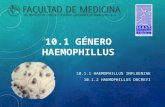 Haemophylus y bacterias relacionadas 2