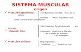 Embriología del Sistema Muscular