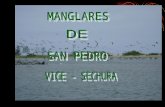 "VISITA A SECHURA - MANGLARES DE SAN PEDRO. IE AMERICANO