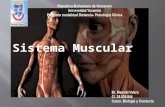 presentación sistema muscular