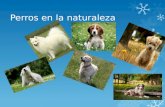 Perros en la naturaleza