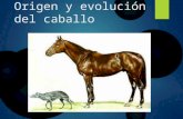 Origen y evolución del caballo