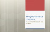 Streptococcus mutans y las caries