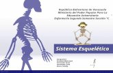 Sistema Esqueleticosistema Esqueletico