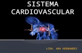 Sistema Cardiovascular Anatomia-1