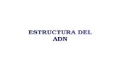 1 Estructura Del Adn