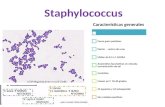 bacteriologia stafilococo