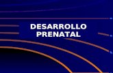 Prenatal (Presentación)