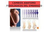 Cambios Fisiológicos en El Embarazo.
