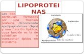 Lippo Protein As