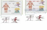 Actividades Sistema Muscular