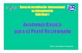 Anatomía Basica Marcaje y Sitios de Medición Isak Barquisimeto
