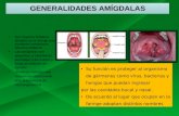 Las Amigdalas Histologia