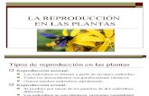 La Reproducción en Plantas