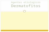 CLASE 13 AGENTES ETIOLOGICOS DE DERMATOFITOSIS.ppt