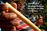 Las raíces africanas de la caña de millo colombiana