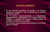 5. Toxoplasmosis - Mc. José Barletta Villarán