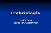 Embriologia de Sistema Urinario