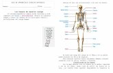 Los Huesos de Nuestro Cuerpo