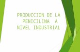Produccion de La Penicilina a Nivel Industrial
