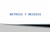 Meiosis y Mitosis