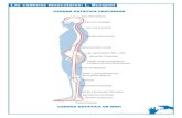 esquema de cadenas musculares