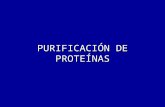 PURIFICACIÓN DE PROTEINAS.ppt