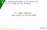 Anaya - Lobo Ibérico en Peligro de Extinción