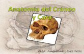 Anatomía del Cráneo.pdf