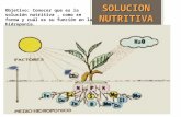 solucion nutritiva.ppt