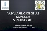 Vascularizacion de Las Glandulas Suprarrenales