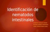 Identificación de Nematodos Intestinales