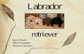 Labrador RetrieverDFGD