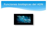FUNCIONES BIOLOGICAS DEL ADN
