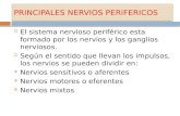 Principales Nervios Perifericos