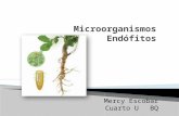 Microorganismos Endófitos