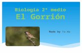 Biologa Elgorrion 140716163520 Phpapp01