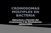 Cromosomas Múltiples en Bacteria