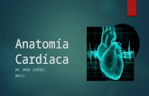 Anatomía Cardíaca heart