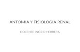 Antomia y Fisiologia Renal
