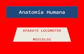 Anatomía Humana. Músculos