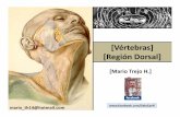 vertebras dorso 2012 II.pdf