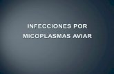 Clase Teórica Infección por Micoplasmas.ppt