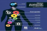 Anatomía de La Corrupción en México Hay Que Combatirla Como Si Fuera Una Enfermedad