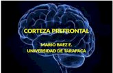 Corteza Prefrontal