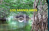 Los manglares