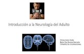 1 Clase Introducción a La Neurología Del Adulto FINAL