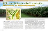 El Cultivo Del Maiz Historia e Importancia