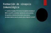 Formación de Sinapsis Inmunológica